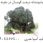 نمادونشانه درخت کهنسال در دفینه یابی 09904455400