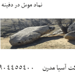 نماد موش در دفینه یابی 09904455400