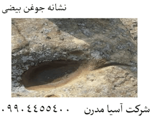 نشانه جوغن بیضی 09904455400