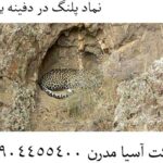 نماد پلنگ در دفینه یابی